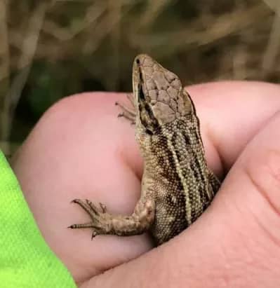 ecological consultant