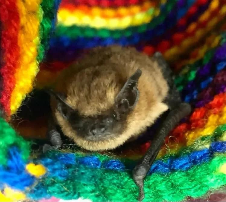 Bat Survey The Tree Duo