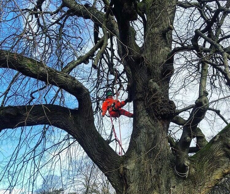 tree-surveys-the-tree-duo